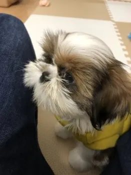 M.N 様のお迎えした子犬