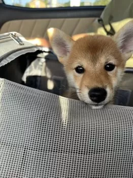 チョロ 様のお迎えした子犬