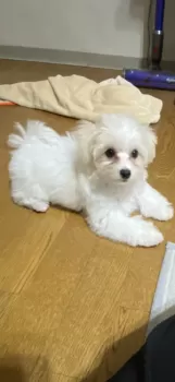 かな 様のお迎えした子犬