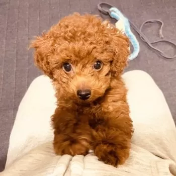 しまこ 様のお迎えした子犬
