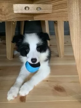 ながしま 様のお迎えした子犬