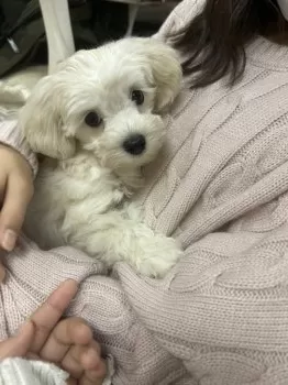 Ay☆ 様のお迎えした子犬