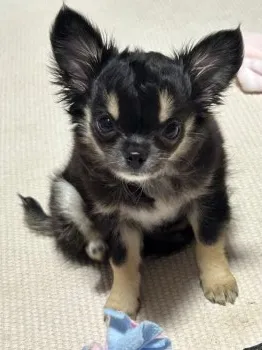 ひろけん 様のお迎えした子犬