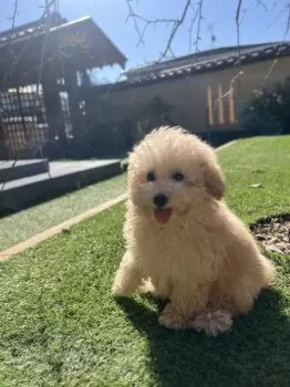 やしのきちゃんねる 様のお迎えした子犬