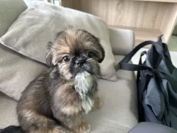 ひろき 様のお迎えした子犬