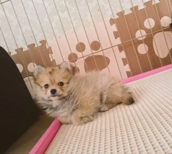 ひかり 様のお迎えした子犬