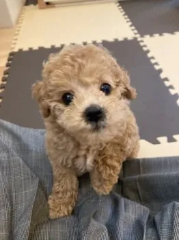 はと 様のお迎えした子犬