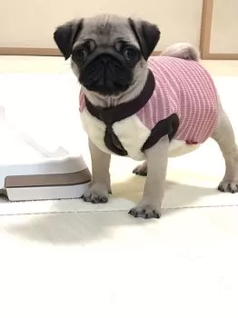 Y.Y 様のお迎えした子犬