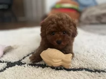 M 様のお迎えした子犬