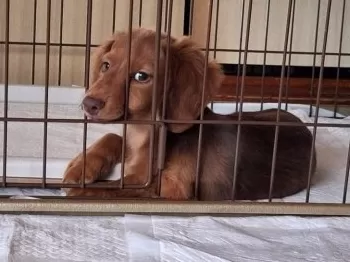 まろっち 様のお迎えした子犬