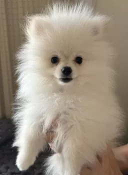 A.K 様のお迎えした子犬