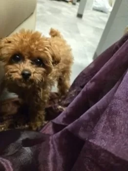 まる 様のお迎えした子犬