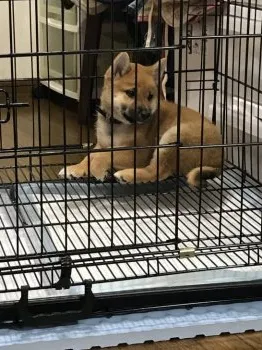 きくちか 様のお迎えした子犬