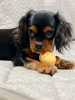 まるこ 様のお迎えした子犬