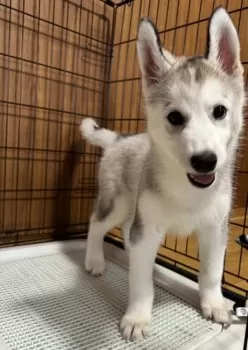 ゆ 様のお迎えした子犬