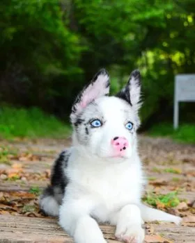 ゆーや 様のお迎えした子犬