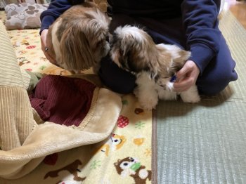 シーズーの子犬をお迎えいただいたお客様の声 口コミ 評判 宮崎県 みんなのブリーダー