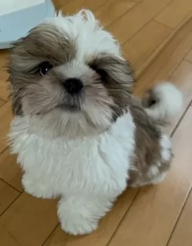 みわこ 様のお迎えした子犬