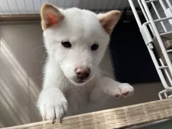 てっちゃん 様のお迎えした子犬