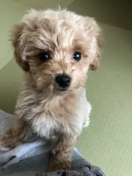 Lulu 様のお迎えした子犬