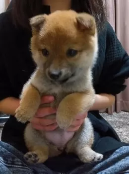 ぺんちゃん 様のお迎えした子犬