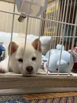 ななやま 様のお迎えした子犬