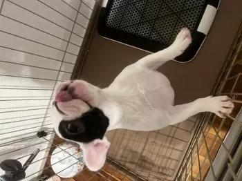 比嘉あこ 様のお迎えした子犬