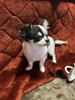 ミルピー 様のお迎えした子犬