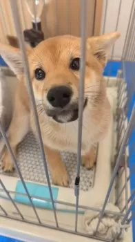 T.S 様のお迎えした子犬