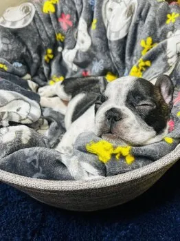 ぼんじ 様のお迎えした子犬