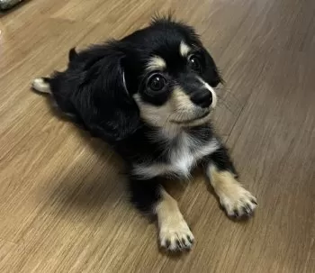 るちあ 様のお迎えした子犬