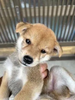 けいちゃん 様のお迎えした子犬