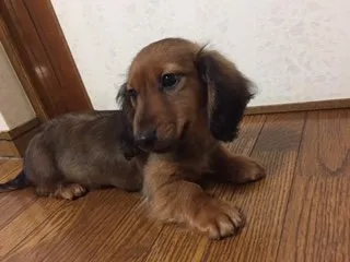 ダヴィンチ 様のお迎えした子犬