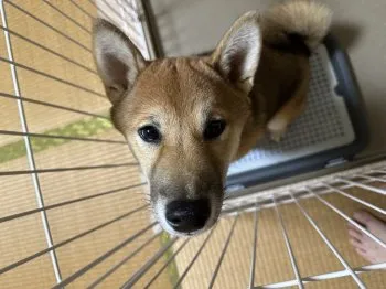 むらけん 様のお迎えした子犬