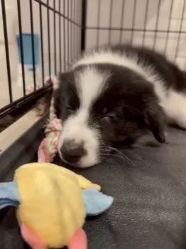 R.H 様のお迎えした子犬