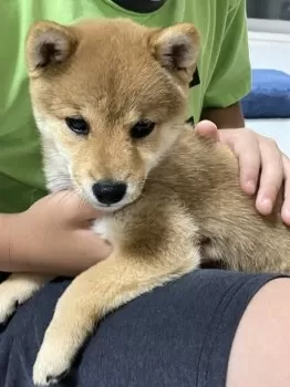 UE 様のお迎えした子犬