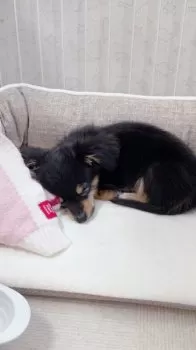 ひとみ 様のお迎えした子犬