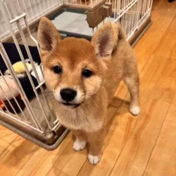 N.K 様のお迎えした子犬