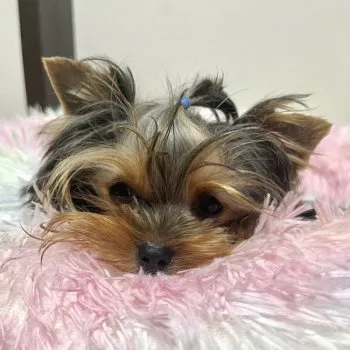 ももちゃんママ 様のお迎えした子犬