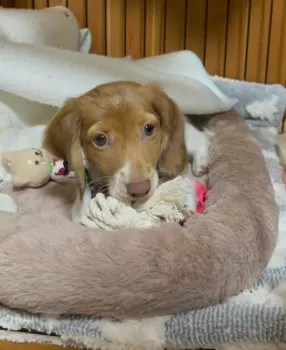 まみラフ 様のお迎えした子犬