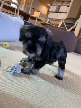 ジル 様のお迎えした子犬