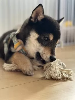 さかいしょうた 様のお迎えした子犬