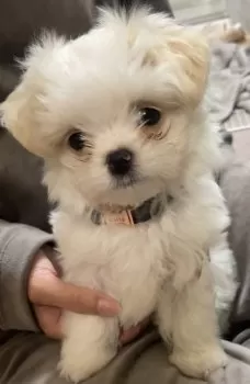 Latte ママ 様のお迎えした子犬