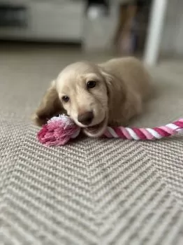 いま 様のお迎えした子犬