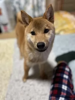 奈央 様のお迎えした子犬