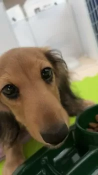 R.T 様のお迎えした子犬