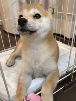 S.H 様のお迎えした子犬