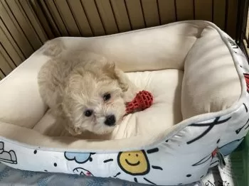 やっす〜 様のお迎えした子犬