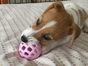 カールママ 様のお迎えした子犬