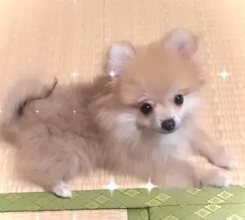 Y.O 様のお迎えした子犬